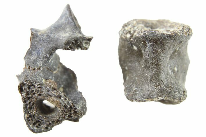 Two Permian Reptile Fossil Vertebrae - Oklahoma #261424